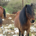 Σκύρος