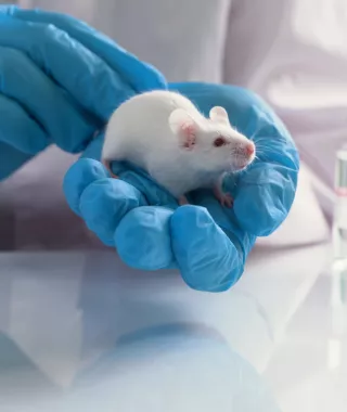 Ερευνητές κατάφεραν να αναζωογονήσουν το ανοσοποιητικό σύστημα σε ηλικιωμένα ποντίκια - Γιατί είναι σημαντικό 