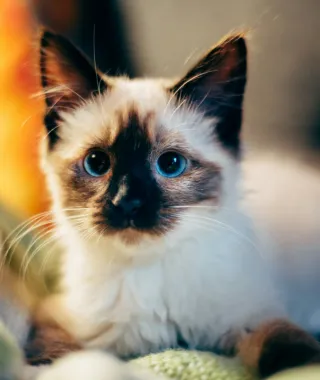 Εσύ ξέρεις ποια χώρα της Ευρώπης έχει την αυστηρότερη νομοθεσία για τα κατοικίδια;