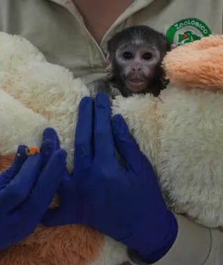 Γνωρίστε τον μικρό Yuji: Ένα ακόμη μωρό πιθηκάκι που βρήκε παρηγοριά σε λούτρινο φίλο - Δείτε φωτό