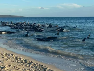 Θλιβερές εικόνες:  Δεκάδες φάλαινες - πιλότοι εξόκειλαν και αργοπεθαίνουν σε ακτή της Αυστραλίας, νότια του Περθ 