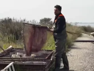 Το «φυσικό» ιχθυοτροφείο μέσα στη λιμνοθάλασσα της Πρέβεζας – Ο παραδοσιακός τρόπος ψαρέματος