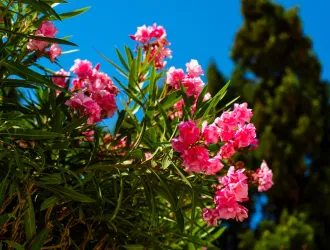 Τι λέει ο Βασιλακόπουλος για τις πικροδάφνες μετά το καμπανάκι περί τοξικότητας