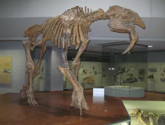 Συνταρακτική ανακάλυψη στη Γερμανία: Εντοπίστηκαν οστά Δεινοθηρίων, προϊστορικών ελεφάντων 