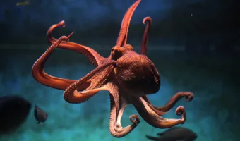 Γιγαντιαία χταπόδια-θηρευτές στους ωκεανούς πριν από 100 εκ. χρόνια