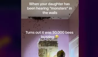 μελισσες