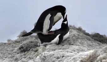 Μειώθηκε η αναπαταγωγή των πιγκουίνων