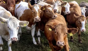 Αφθώδης πυρετός