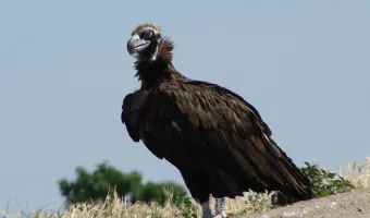 Μαυρόγυπας 