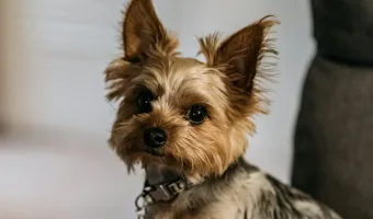 φαρμακείο σκύλου απαραίτητα