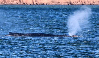 Whale