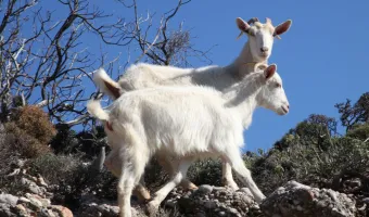 Έκτακτα μέτρα για αντιμετώπιση ζωονόσων