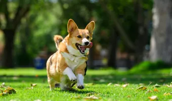 κατοικίδια