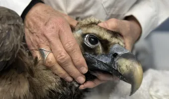 Ο μαυρόγυπας