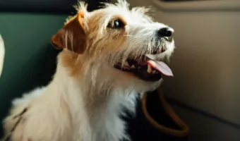 Πάσχα με το κατοικίδιο