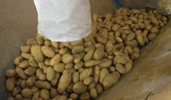 Πατάτες Νάξου: Τα προβλήματα των παραγωγών
