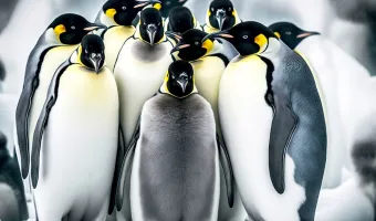 Αυτοκρατορικός πιγκουίνος