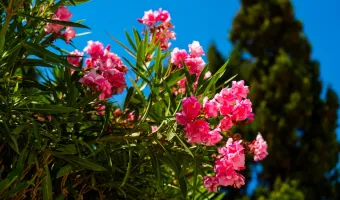 πικροδάφνες