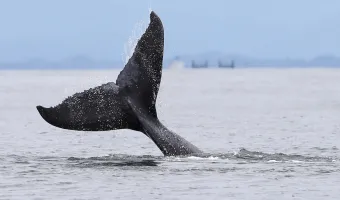 φάλαινα Timmy 