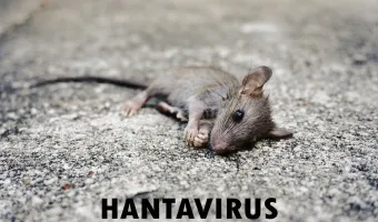 Hantavirus
