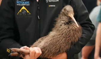 Kiwi
