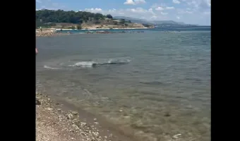 καρχαρίας