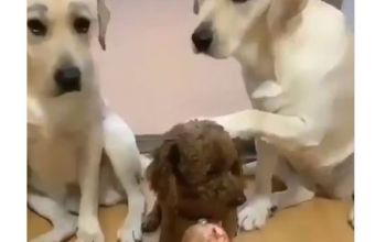 Viral: Ξεκαρδιστικό βίντεο με ένοχα σκυλιά να "δίνουν στεγνά" τον κοντό της παρέας