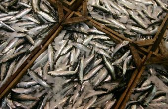 Βορίδης: Σύμβαση 8,8 εκατ. ευρώ για ορθή διαχείριση φυσικού πλούτου της αλιείας
