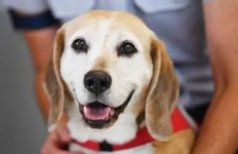 Δήμος Αθηναίων: Δωρεάν microchip στους τετράποδους φίλους μας