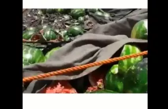 Ο Χαφτάρ τρολάρει τους Τούρκους: Επιτίθενται σε κυψέλες, κοτόπουλα και καρπούζια (vid) 