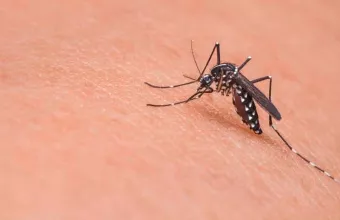 Κουνούπι πάνω σε δέρμα