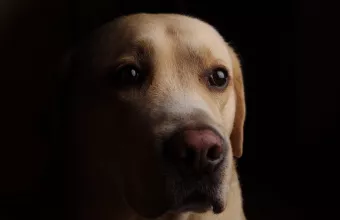 Σοκ στην Κρήτη - Κρέμασε και έκοψε τα γεννητικά όργανα του σκύλου του 