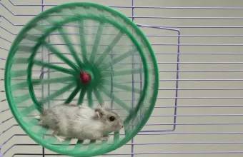 Το Χάμερ και το χάμστερ