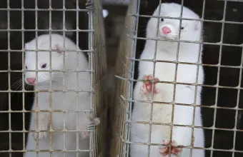 Μινκ: Δεν προκύπτει μετάλλαξη του κορωνοϊού- Ενθαρρυντικά τα αποτελέσματα των rapid tests
