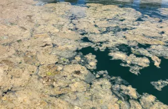 Τουρκία: Ο υπουργός Περιβάλλοντος δεσμεύτηκε να καθαρίσει τη Θάλασσα του Μαρμαρά από τη «βλέννα»