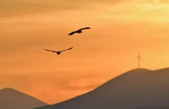 Παγκόσμια Ημέρα Περιβάλλοντος: Αμείωτος ο ρυθμός απώλειας της βιοποικιλότητας