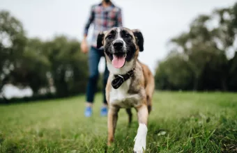 Βουλή: Ψηφίστηκε το νομοσχέδιο για τα ζώα συντροφιάς –Πέτσας: Κάναμε ένα βήμα μπροστά