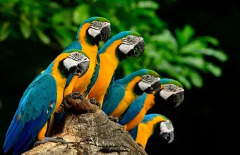 Σκωτία: Παπαγάλος ξέφυγε από το σπίτι του και παραλίγο να γίνει μασκότ