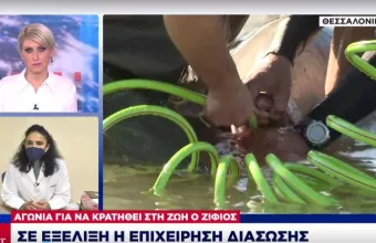 Καθηγήτρια ΑΠΘ σε ΣΚΑΪ για φάλαινα Αλίμου: Μεταφέρεται στα βαθιά για να δούμε αν θα ανακάμψει