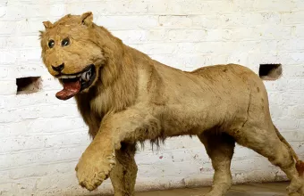 Το λιοντάρι του βασιλιά Φρειδερίκου 