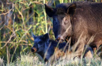 Αγριόχοιρος