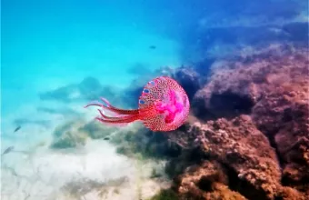 Μωβ Μέδουσα: «Εισβολή» σε Αιγαίο, Κρητικό και Ιόνιο Πέλαγος - Κινείται ύπουλα, τι κάνουμε αν μας τσιμπήσει