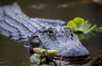 κροκόδειλος