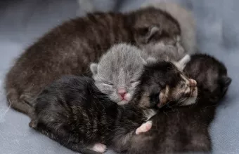 Ρόδος: 76χρονος εγκατέλειψε τέσσερα γατάκια σε μια χαρτόκουτα - Πρόστιμο 120.000 ευρώ