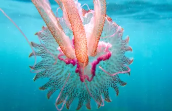 Δείτε τις παραλίες με τους... «εισβολείς»