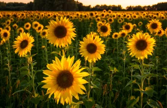 Η Μόσχα απαγόρευσε τις εξαγωγές σπόρων ηλιοτρόπιου από τα τέλη Μαρτίου