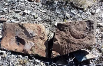  Πορτογαλία: Ο μεγαλύτερος δεινόσαυρος στην Ευρώπη στην πίσω αυλή ενός σπιτιού