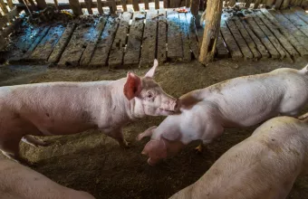 Μεγάλη χοιροτροφική μονάδα στη Γαλλία καταδικάστηκε για κακοποίηση ζώων