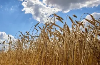 ουκρανικά σιτηρά
