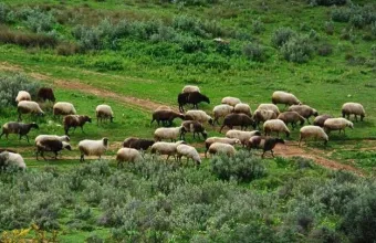 Κτηνοτρόφοι/ Κοπάδια